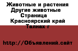 Животные и растения Другие животные - Страница 3 . Красноярский край,Талнах г.